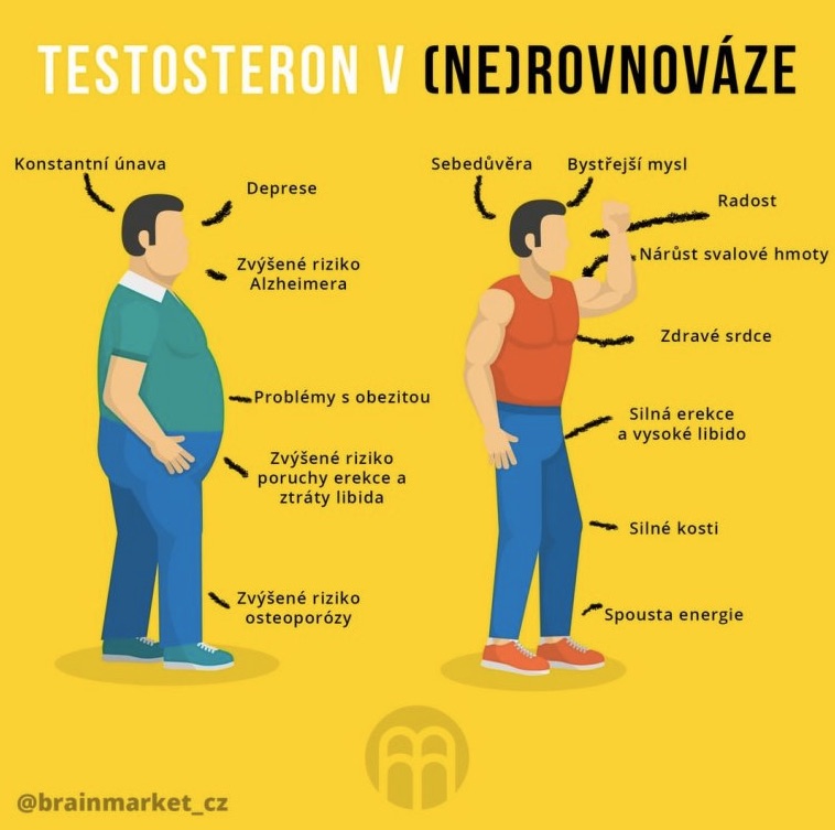 brainmarket testosteron infografika